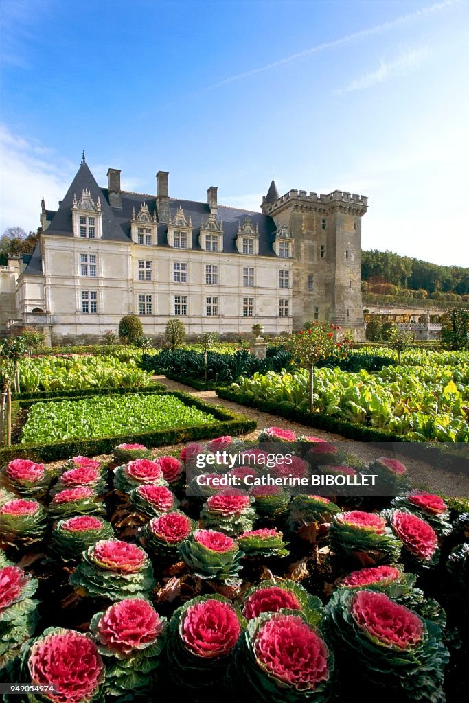 JARDIN POTAGER DU CHATEAU DE VILLANDRY