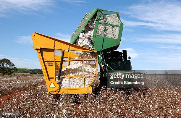 Cotton just picked from the field is transferred to a collection bin July 13, 2004 on the Dois Meninos farm in Ituverava, a region 250 miles from Sao...