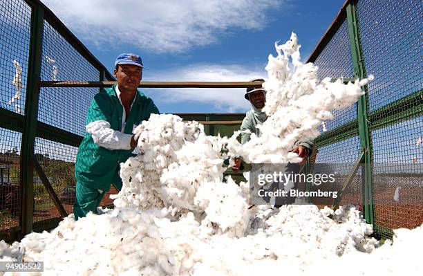 Workers squeeze the the freshly picked cotton to compress it as it is taken from the field July 13, 2004 on the Dois Meninos farm in Ituverava, a...