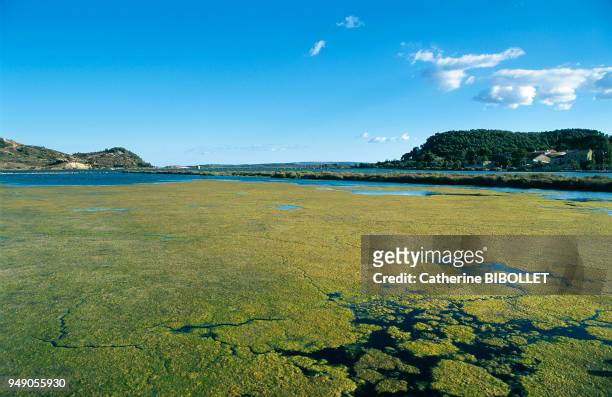 Behind the village of Peyriac-de-Mer, the little pond of Doul spreads its dark and very salty waters . Pays cathare: derrière le village de...