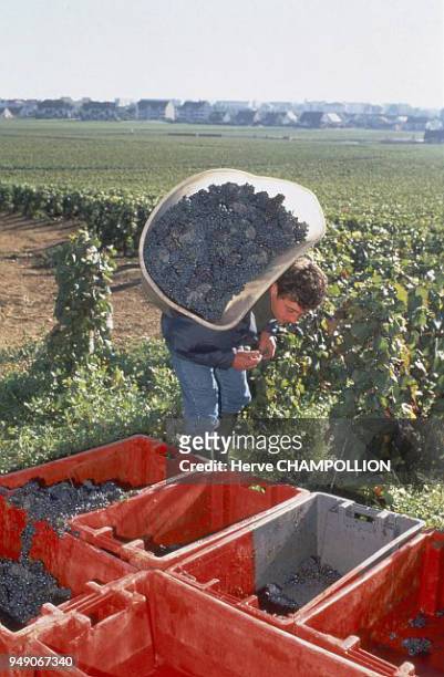 Cote d'Or, the grape harvest in Beaune. Bourgogne: Côte-d'Or, les vendanges à Beaune.