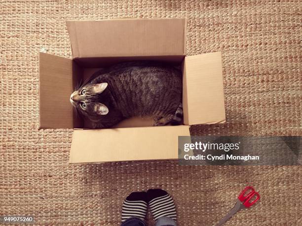 looking down at feet and cat in a box - katze karton stock-fotos und bilder