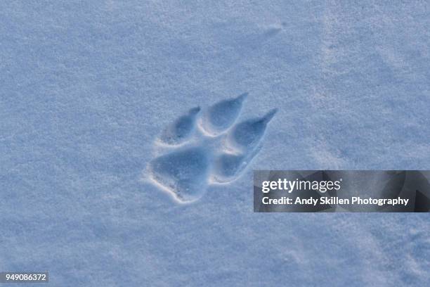 gray wolf footprint in the hudson bay - garra fotografías e imágenes de stock