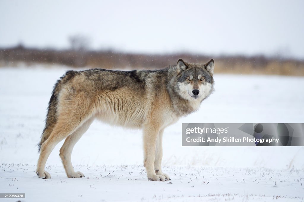 Gray wolf watches photographer in snow