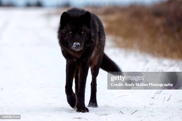 black wolf walks towards photographer - black wolf stock pictures, royalty-free photos & images