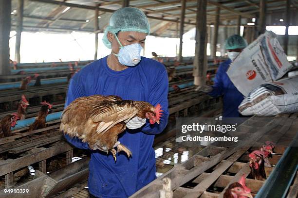 Health workers collect chickens for slaughter at a farm in Suphan Buri province, north of Bangkok, Thailand, Friday, January 23, 2004. The European...