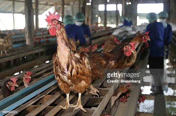 Health workers collect chickens for slaughter at a farm in Suphan Buri province, north of Bangkok, Thailand, Friday, January 23, 2004. The European...
