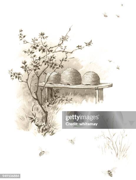 bees and beehives - victorian illustration - beehive stock illustrations