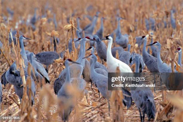 odd man out - whooping crane - whooping crane stock pictures, royalty-free photos & images