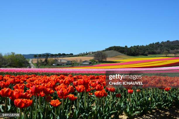 fields of tulips france - alpes de alta provenza fotografías e imágenes de stock