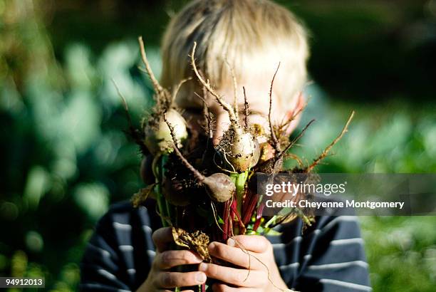 beet head - young cheyenne stock pictures, royalty-free photos & images