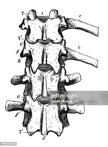 antique illustration of human body anatomy: vertebra - vertebra stock illustrations