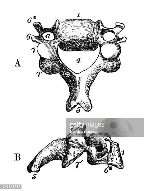 antique illustration of human body anatomy: vertebra - vertebra stock illustrations