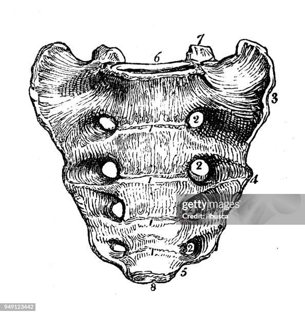 Sacrum Sapi Human Sacrum Photos and Premium High Res Pictures - Getty Images