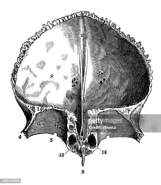 antique illustration of human body anatomy: skull frontal bone - frontaal stock illustrations