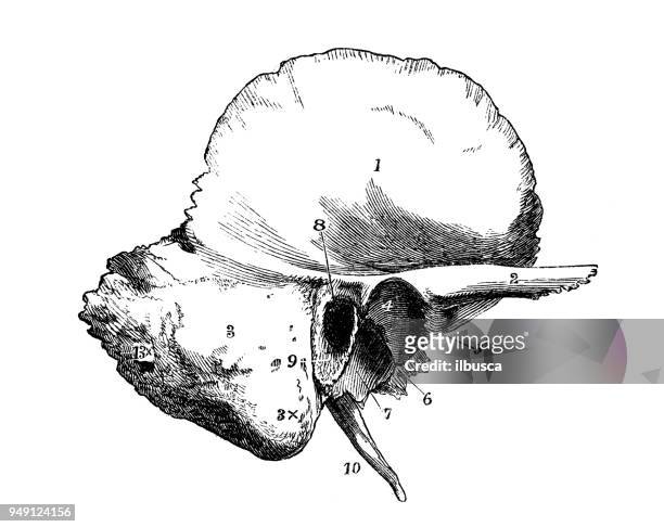 antique illustration of human body anatomy: skull temporal bone - temporal artery stock illustrations