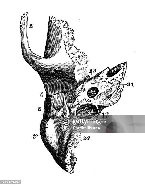 illustrazioni stock, clip art, cartoni animati e icone di tendenza di illustrazione antica dell'anatomia del corpo umano: osso temporale del cranio - arteria temporale