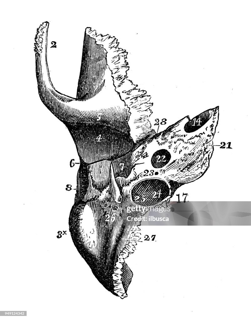 Antique illustration of human body anatomy: Skull Temporal Bone
