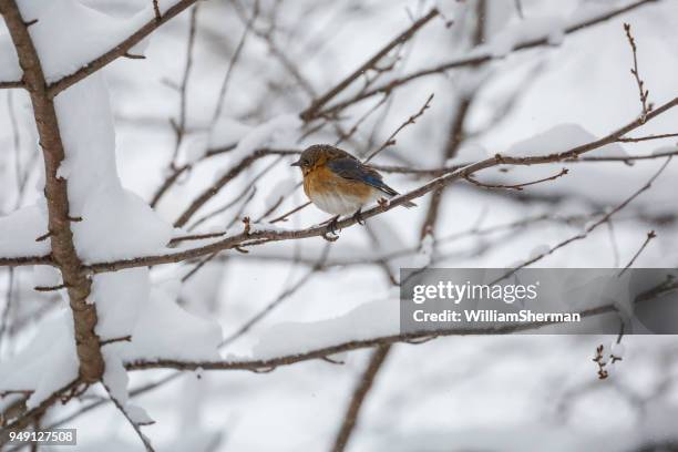 an eastern bluebird (sialia sialis) in a snowstormr - william bill winters stock pictures, royalty-free photos & images