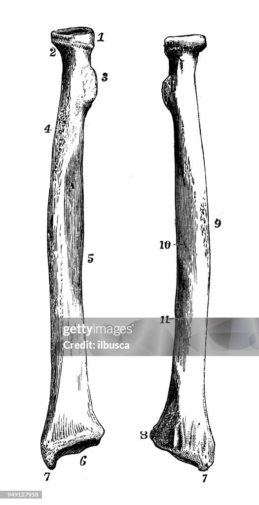 Human Radial Antique Illustration Of Human Body Anatomy Radius High-Res Vector ...