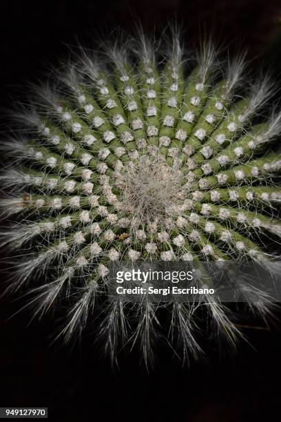 fractal cactus - thorn like stock pictures, royalty-free photos & images