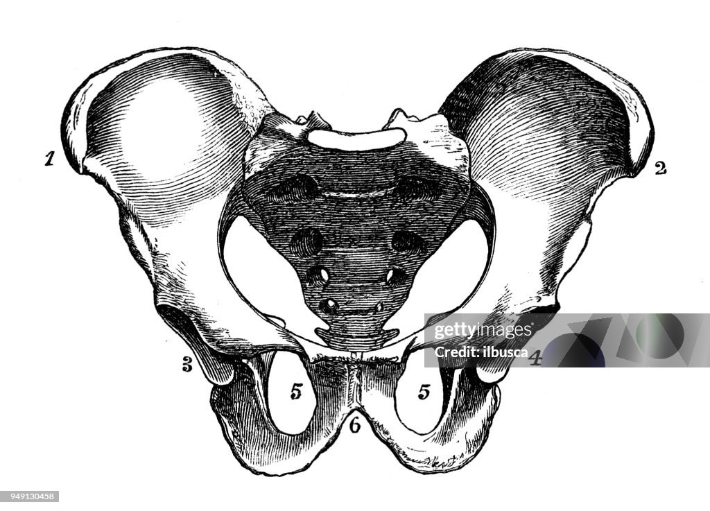 Antique Illustration Of Human Body Anatomy Male Pelvis High Biology Diagrams