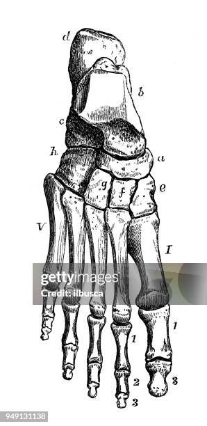 antique illustration of human body anatomy: foot - foot bone stock illustrations