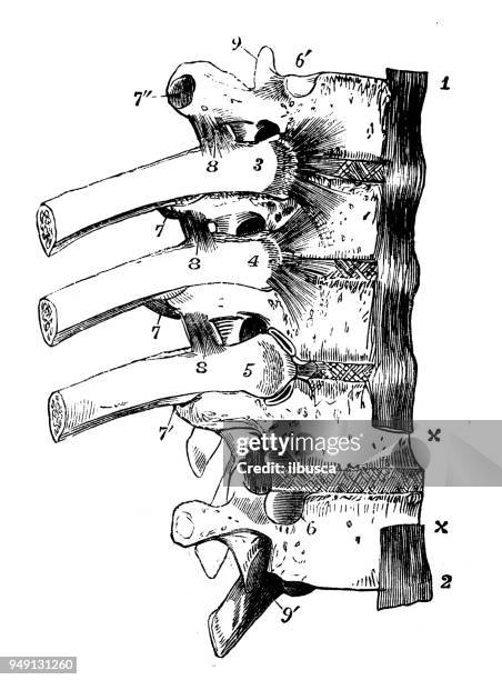 antique illustration of human body anatomy: vertebra spine - vertebra stock illustrations