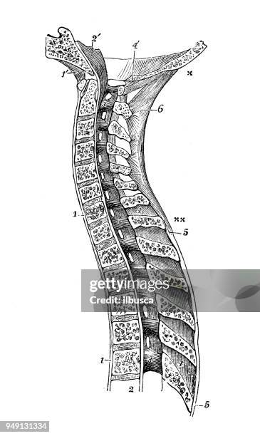 antique illustration of human body anatomy: vertebra cervical spine - ligament stock illustrations