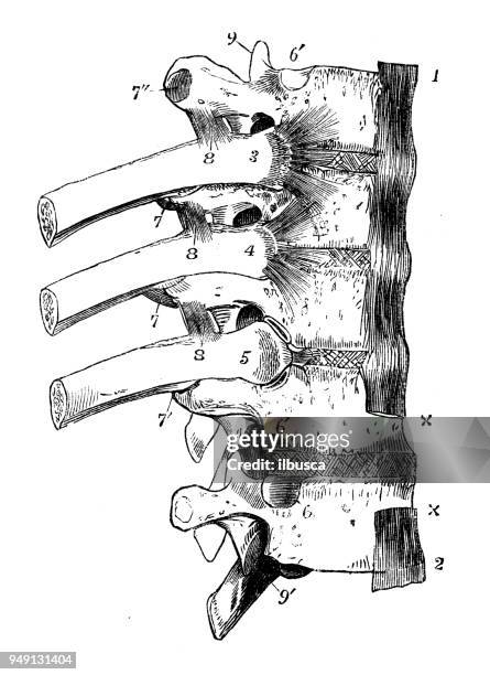 antique illustration of human body anatomy: vertebra spine - human spine diagram stock illustrations