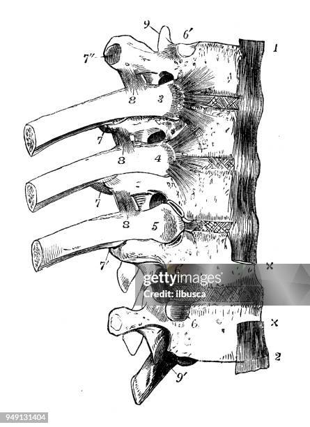 antique illustration of human body anatomy: vertebra spine - vertebra stock illustrations