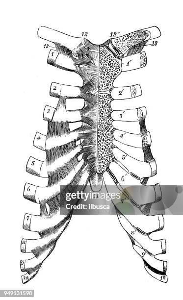 1,161 Human Sternum Stock Photos, High-Res Pictures, and Images - Getty ...