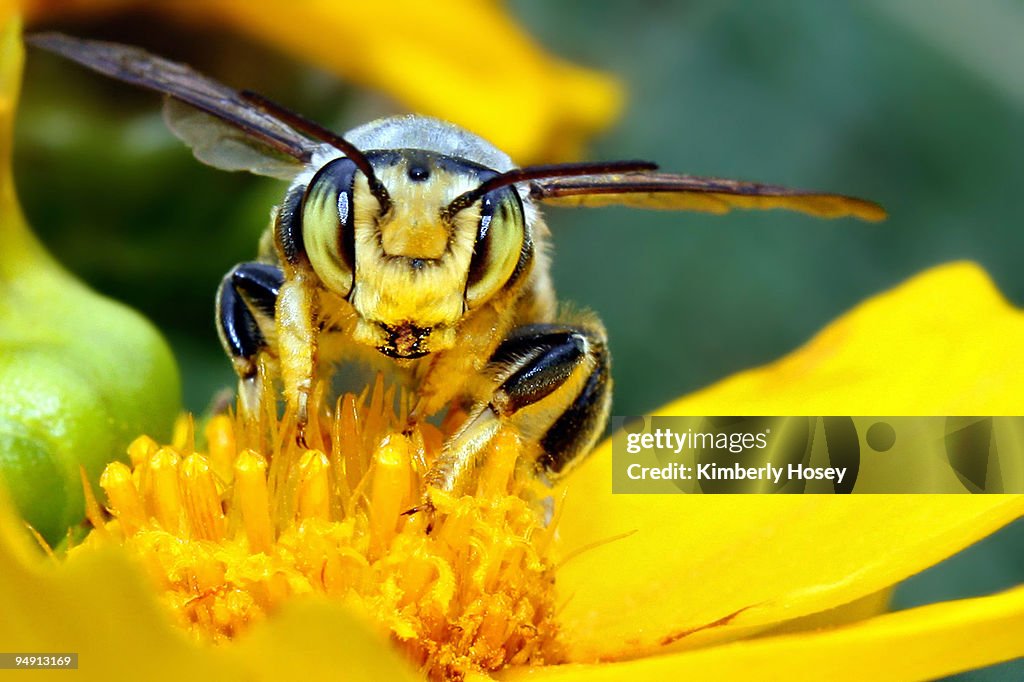 Bee on flower close-up