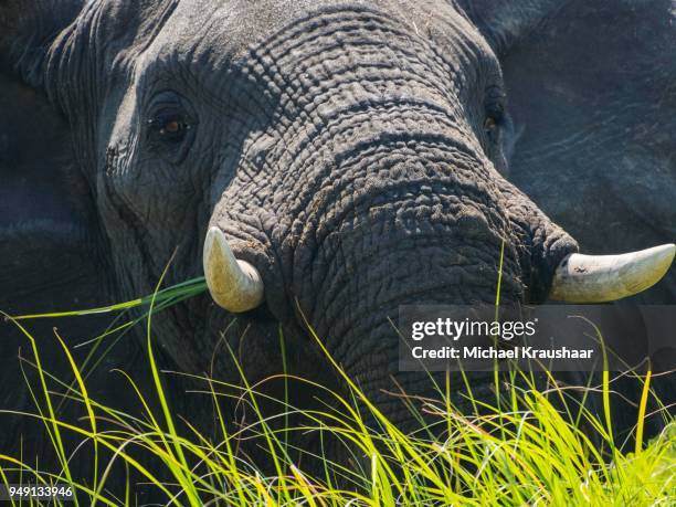 african bush elephant (loxodonta africana) in swamp, portrait, moremi national park, okavango delta, botswana - kraushaar - fotografias e filmes do acervo