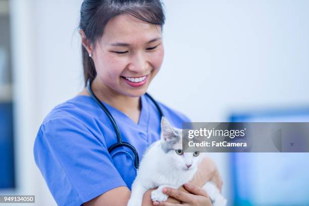 vet holding cat - fat cat stock pictures, royalty-free photos & images