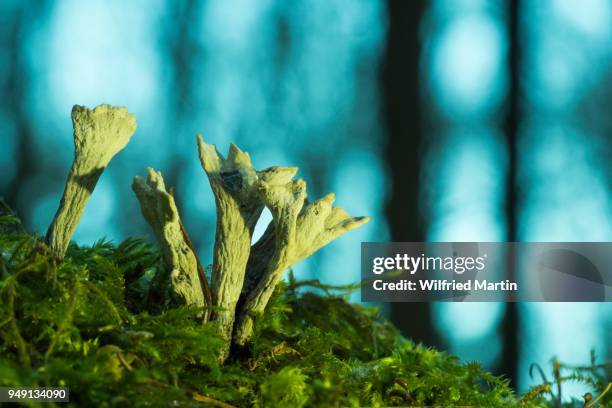 candlestick fungus (xylaria hypoxylon), north hesse, germany - ascomycete stock pictures, royalty-free photos & images