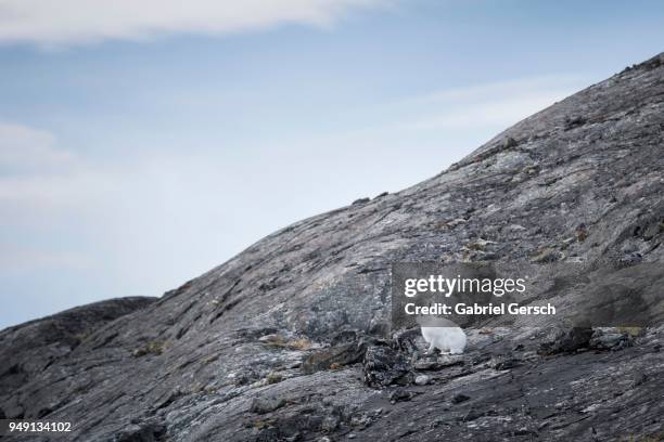 arctic hare (lepus arcticus), rock, greenland - arctic hare stock pictures, royalty-free photos & images