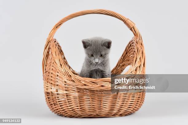 russian blue cat, eight week old kitten, in woven basket - russian blue cat stock pictures, royalty-free photos & images