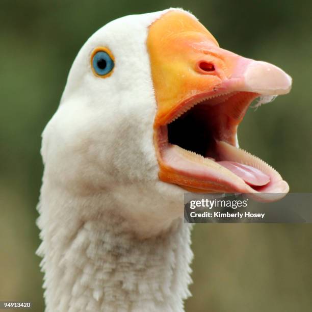 Geese Ringing Geese Honking Photos and Premium High Res Pictures - Getty Images
