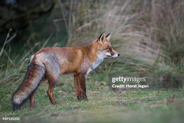 red fox (vulpes vulpes), netherlands, north holland, niederlande - niederlande stock pictures, royalty-free photos & images