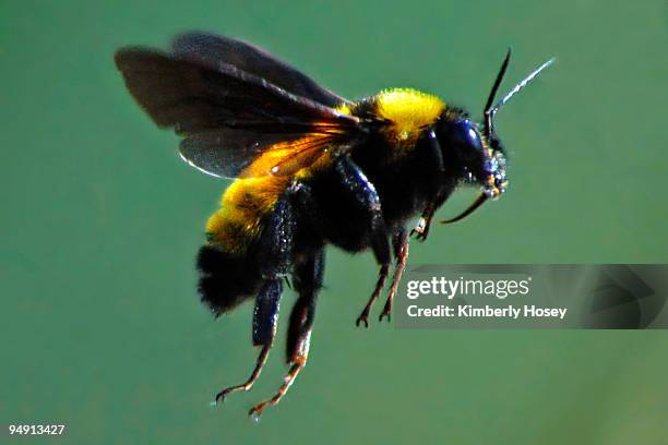 bee in flight - bumblebee stock pictures, royalty-free photos & images