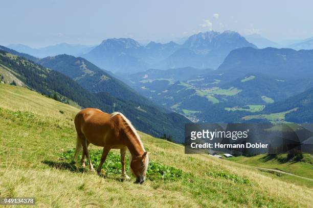 horse, haflinger, at the hinteres sonnwendjoch over the ackernalm, behind zahmer kaiser and wilder kaiser, near kufstein, tyrol, austria - kaiser fotografías e imágenes de stock