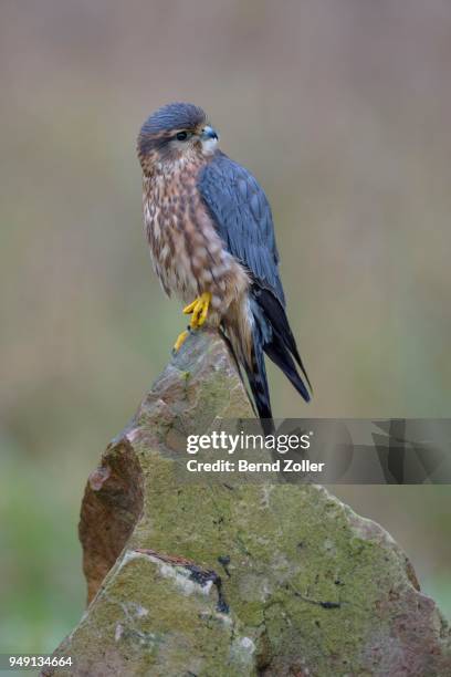 Merlin (Bird) Photos and Premium High Res Pictures - Getty Images
