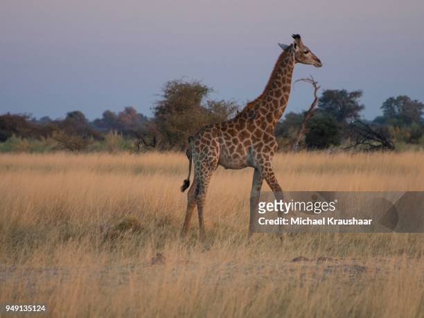 young south african giraffe or cape giraffe (giraffa giraffa giraffa) in savannah, moremi national park, okavango delta, botswana - kraushaar - fotografias e filmes do acervo