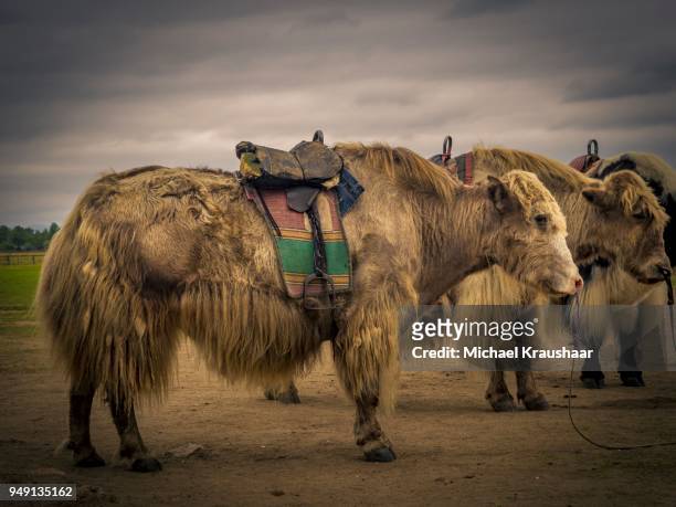 yaks, mongolia - kraushaar - fotografias e filmes do acervo