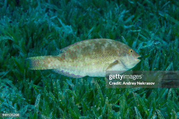 viridescent parrotfish (calotomus viridescens) swim over sea grass, red sea, dahab, egypt - wrasses stock pictures, royalty-free photos & images