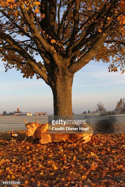 bench carved into cow shape under norway maple (acer platanoides), autumn, allgaeu, bavaria, germany - norway maple stockfoto's en -beelden