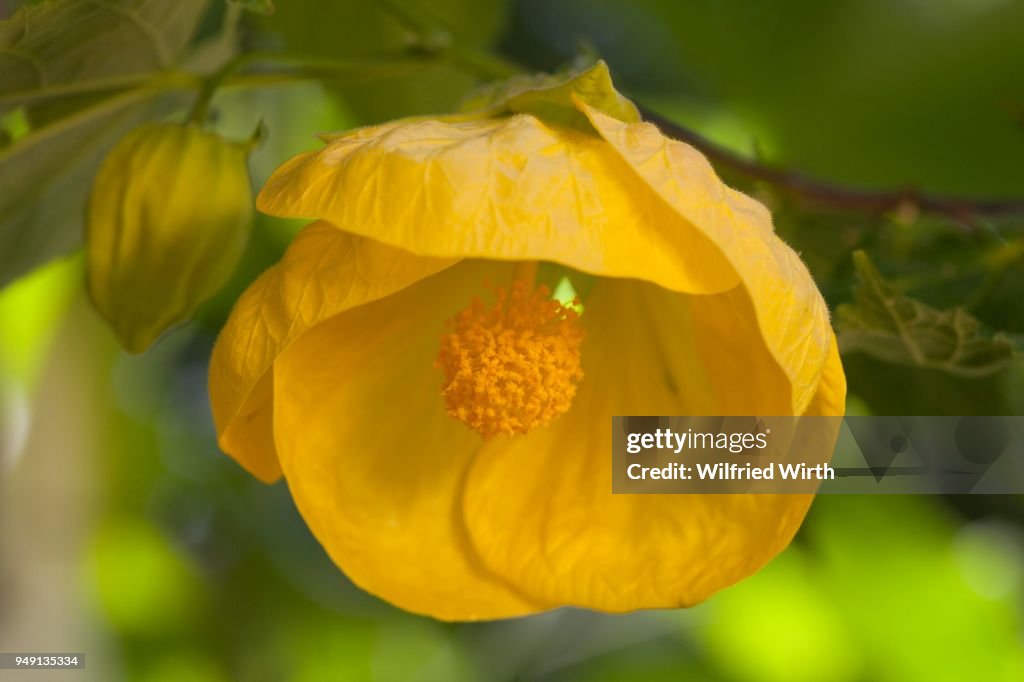 Yellow Indian mallow or velvetleaf (Abutilon sp.), Germany