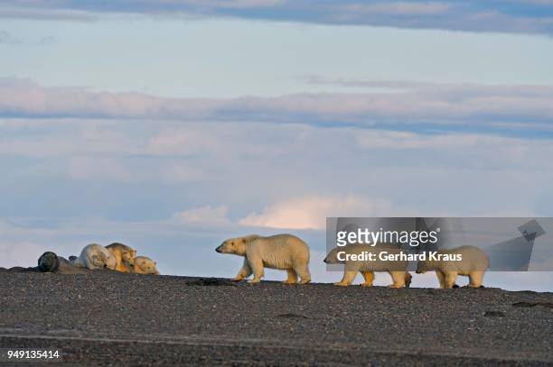 polar bears (ursus maritimus), two animal families meet on a gravel island, beaufort sea, arctic ocean, alaska, usa - beaufort sea stock pictures, royalty-free photos & images