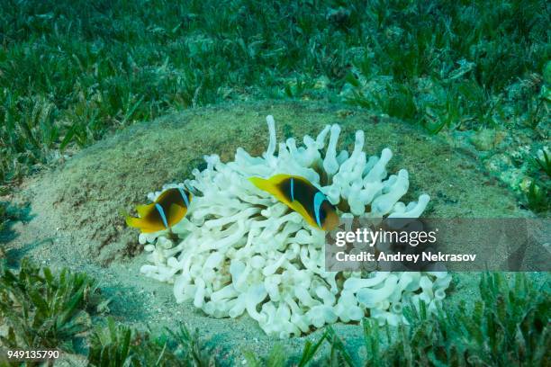 red sea anemonefish (amphiprion bicinctus) and white albinism bubble anemone (entacmaea quadricolor), artificial reef, red sea, dahab, egypt - entacmaea quadricolor stock pictures, royalty-free photos & images